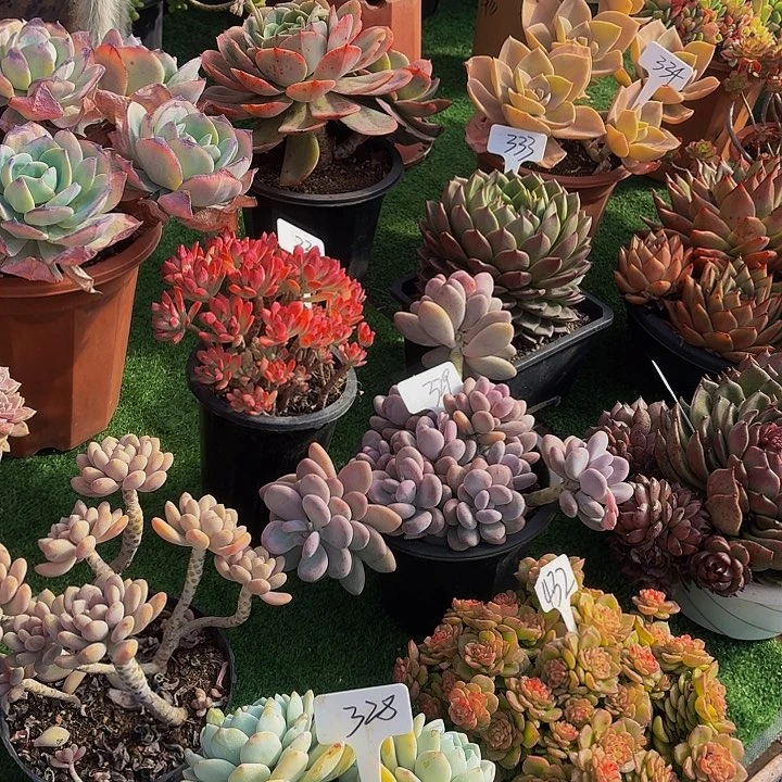 木***贝丽娟花谷椰子树多头