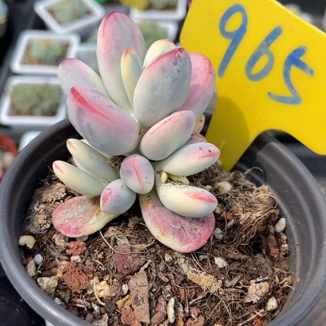 965福娘锦多肉植物保护