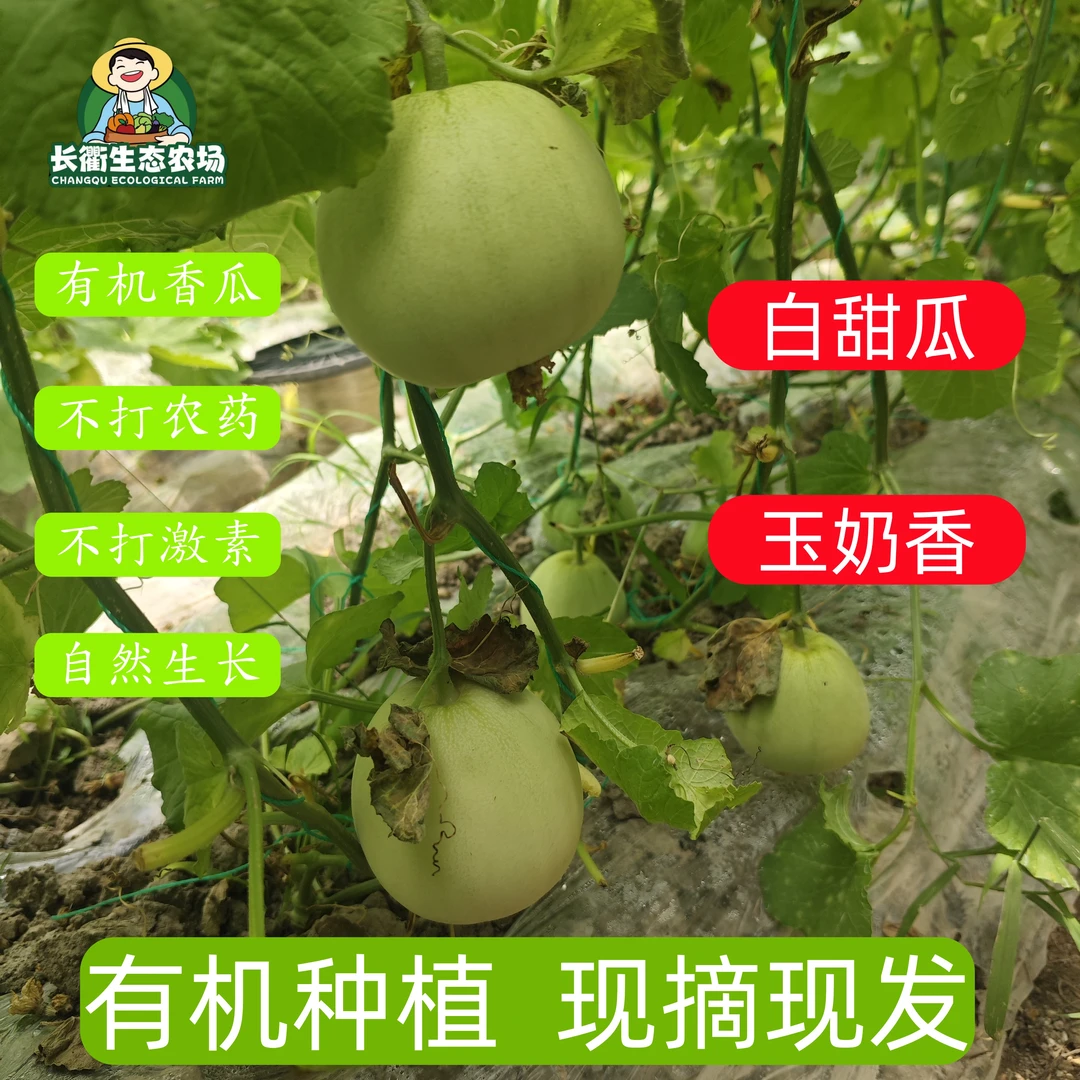 白甜瓜新鲜健康绿色有机当季水果现摘先发