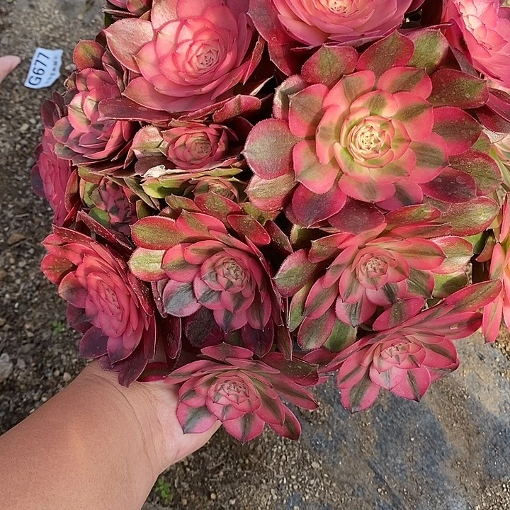多肉植物荔枝750多肉