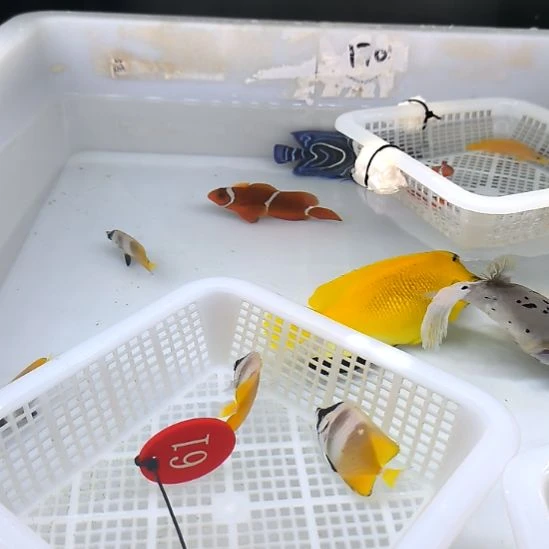 海水鱼麻包5+2条30+30/运费40/2-16-61