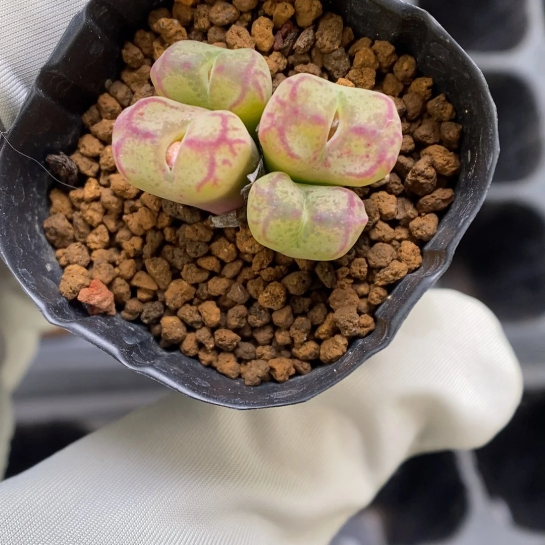 多肉植物肉锥杂交K-3699 毛杂福利