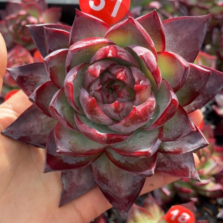 三***爱多肉植物 惊鸿仙子-4