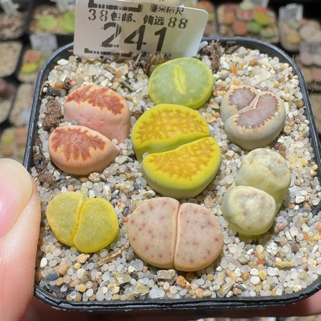 Sssss精品生石花241怪