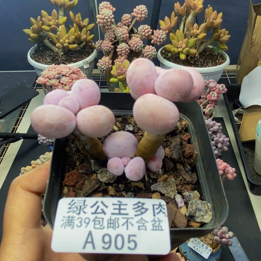 905橙奶多肉肉4c m