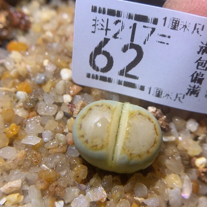 精品生石花217.62