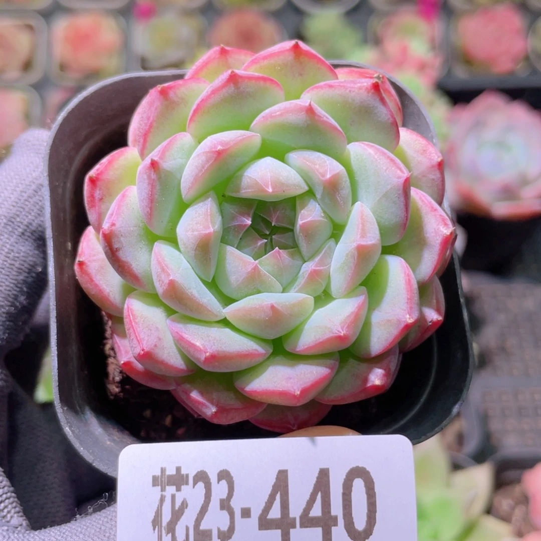 花利美23-440白桃汽水