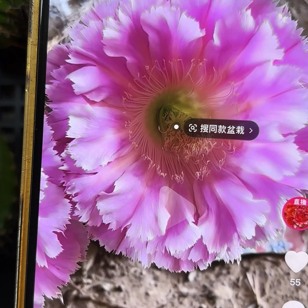 云端彩仙人球侧牙20包邮16