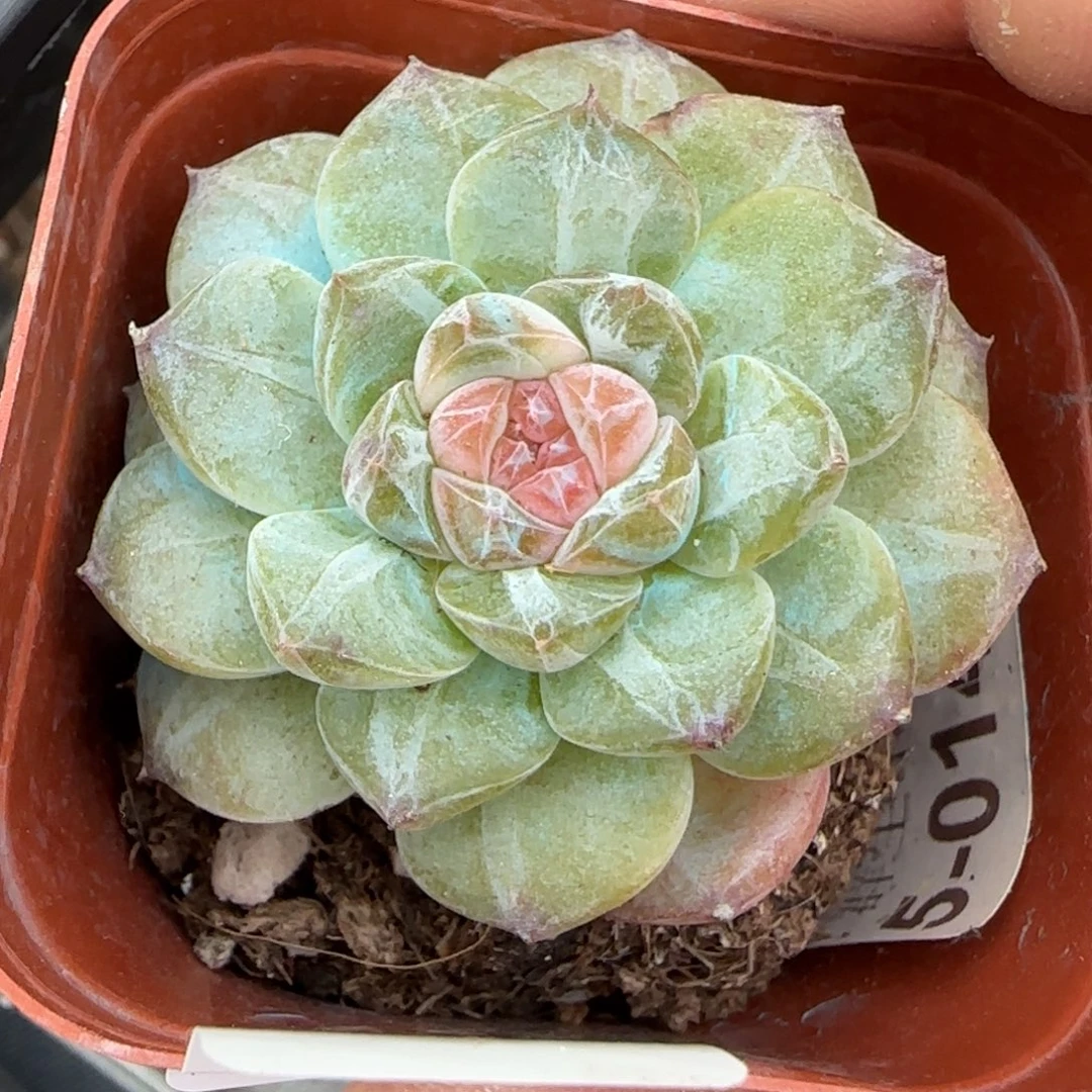 小卡拉米糖心一物一拍