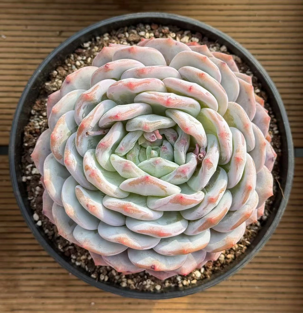 16#巨无霸糖心雪天使（限量版）多肉植物      前男友精品多肉