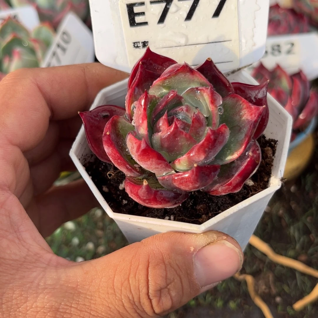 惊鸿一瞥777号多肉