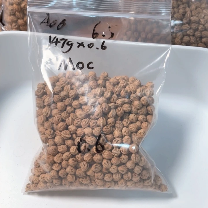 M**.塘果百香散籽白牙鬼脸A06