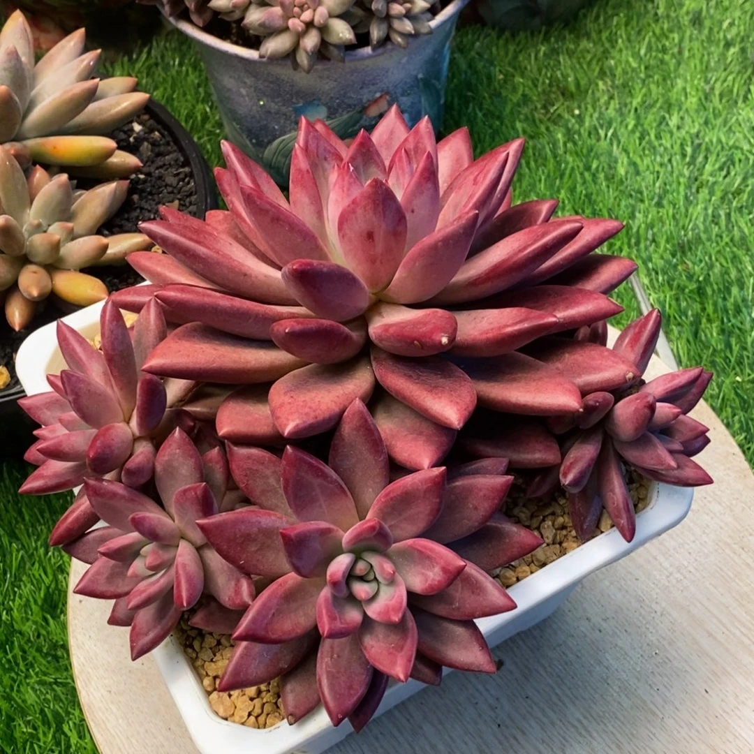 赫菲鱼群生多肉植物