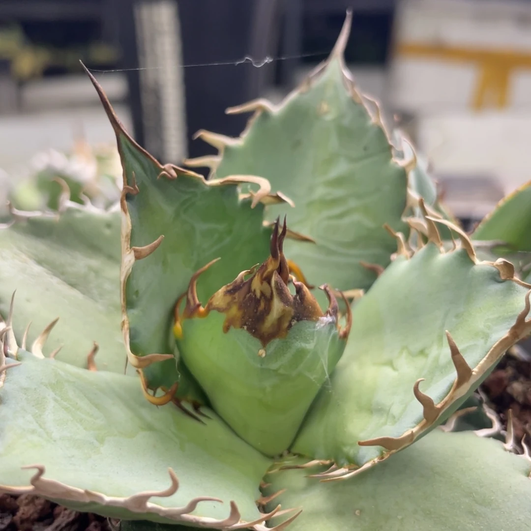 大***错野二888888888888