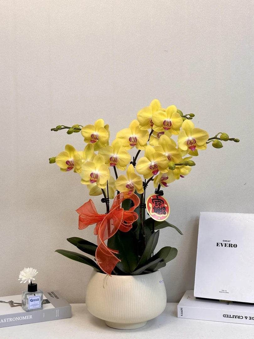 蝴蝶兰年宵花【皇冠】真花 送人送礼过年居家必备 多样性发货