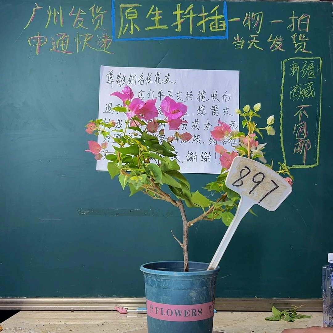 当前无花栽培后可以开花金心橙白 897