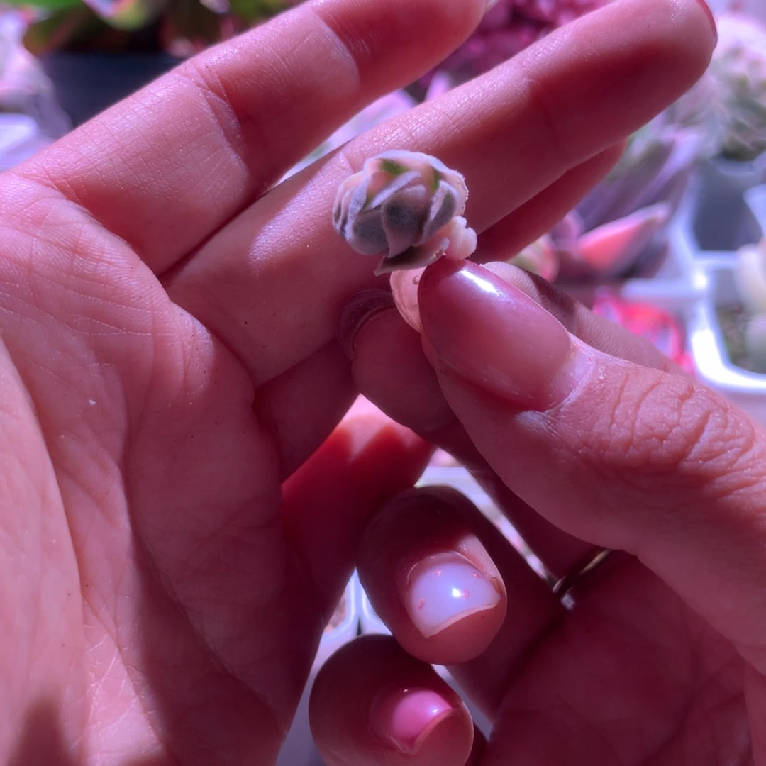 龙宫成覆轮锦砍头