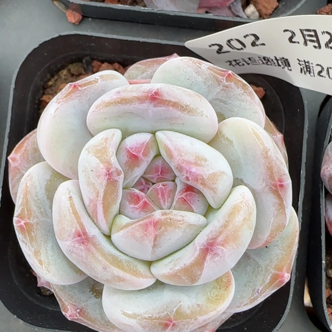 花语逸镜0224-202