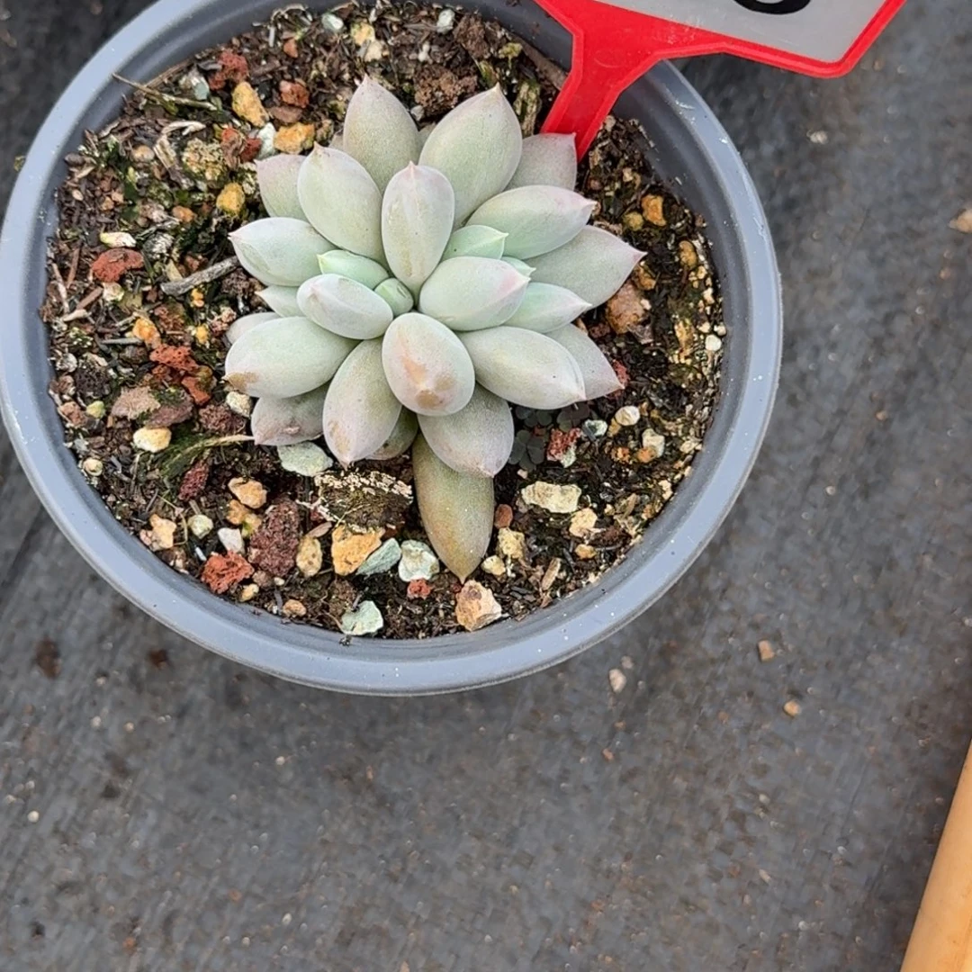多肉植物海豚体哥特718