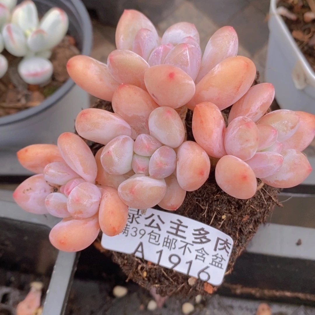 香水7cm1916多肉植物