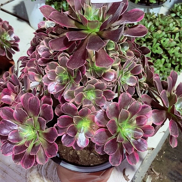 雪**飘金丝雀多肉427多肉不包断裸根