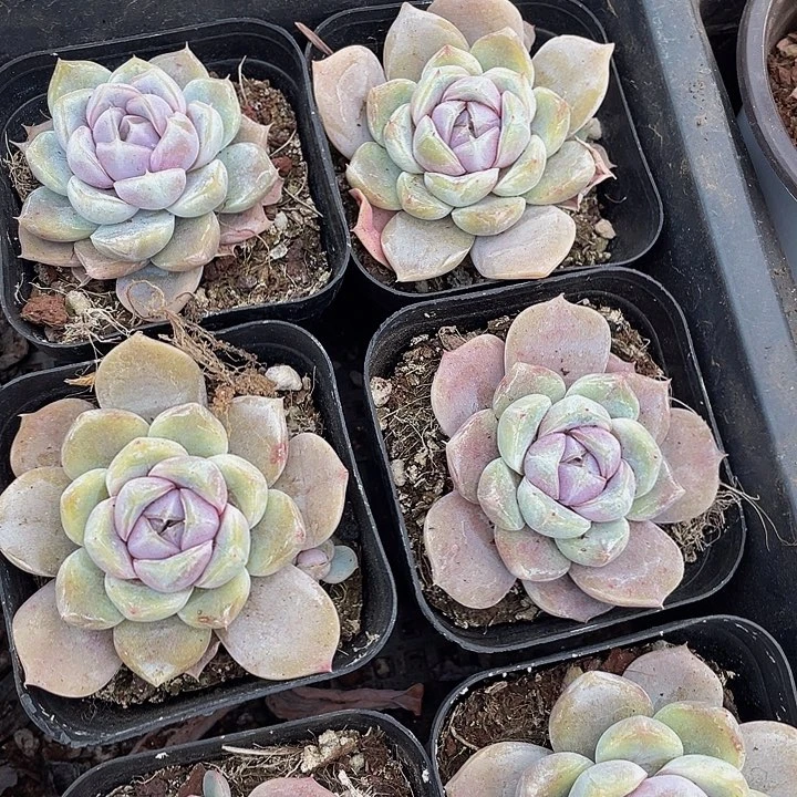 汉堡2.8带盆土发