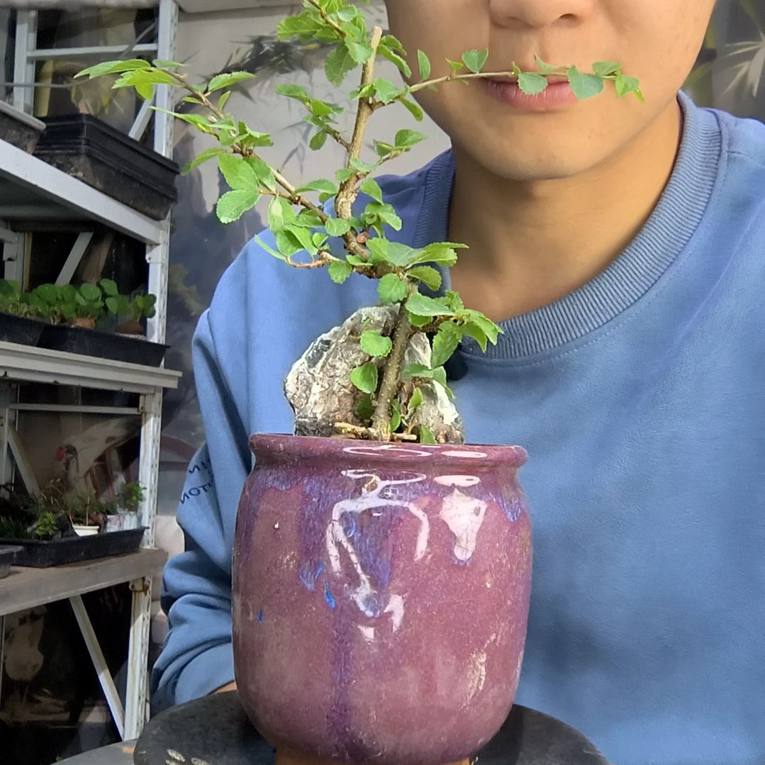 悟***行中青园艺一物一拍113