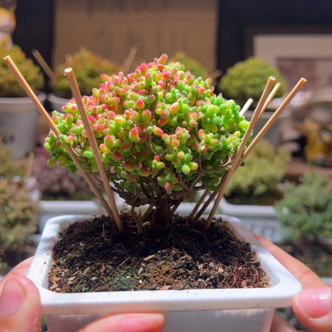 37蜜橘一物一拍包开箱