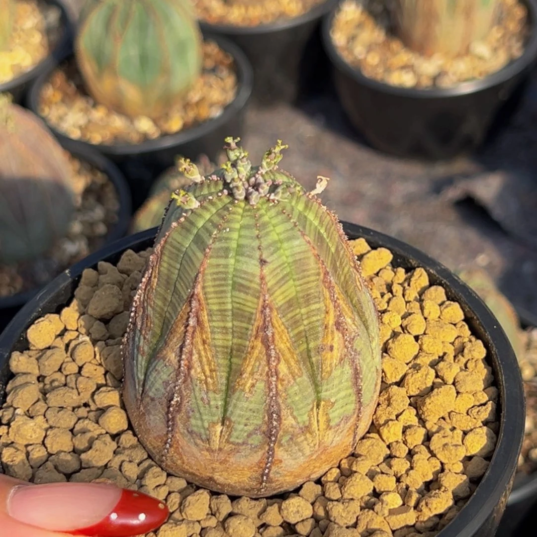 上**铁m上帝专拍放漏价！