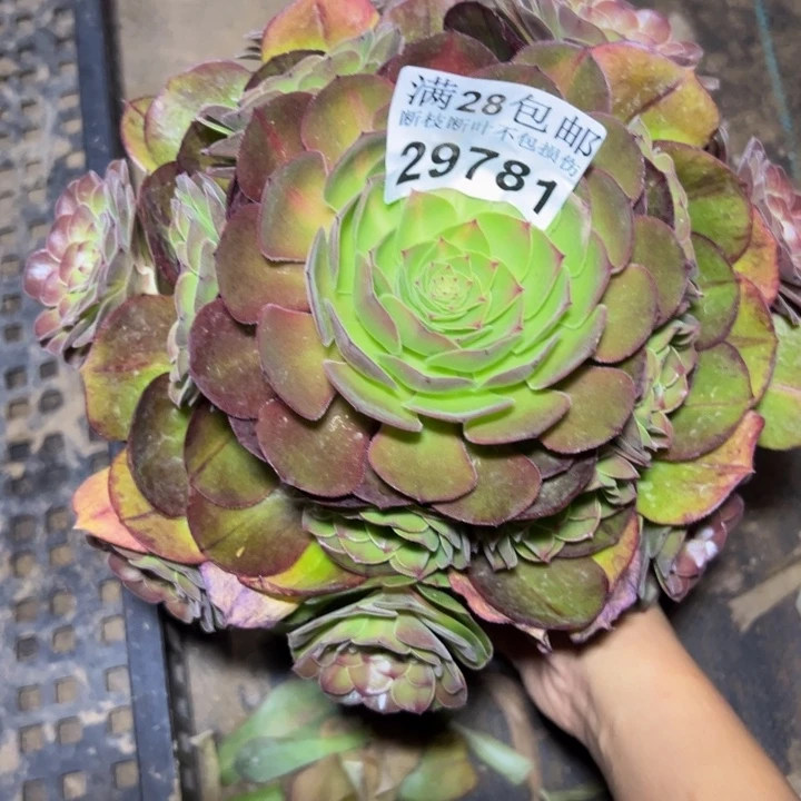 29781抹茶多肉植物