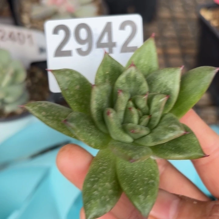 头盖锦无根满18包邮当场凑单