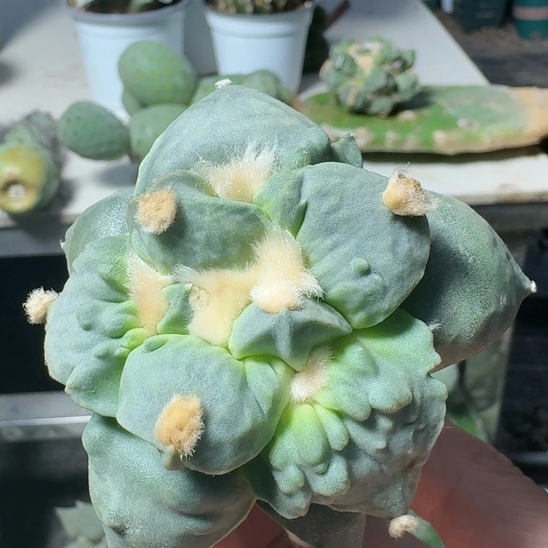 【闪购商品】无花朵梦**家大尤怒涛478