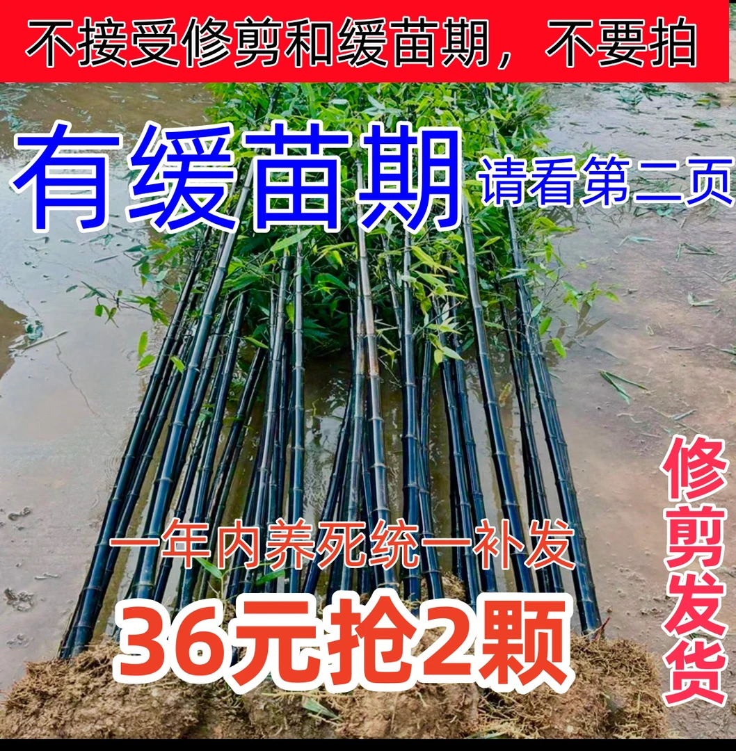 【36元福利】花卉绿植  各种竹子 邮费补拍  缺多少拍多少