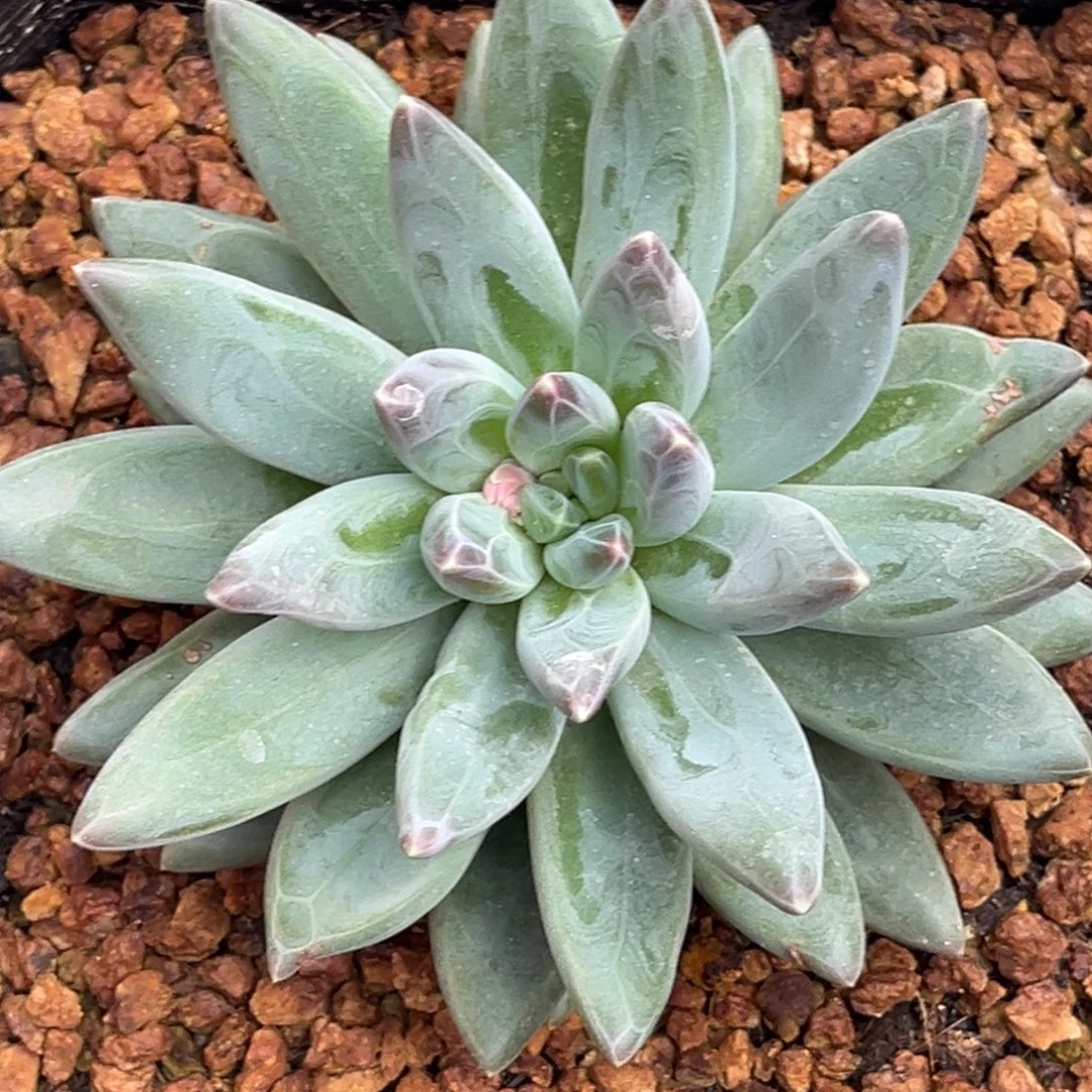 作***虎小姐姐的多肉植物群生