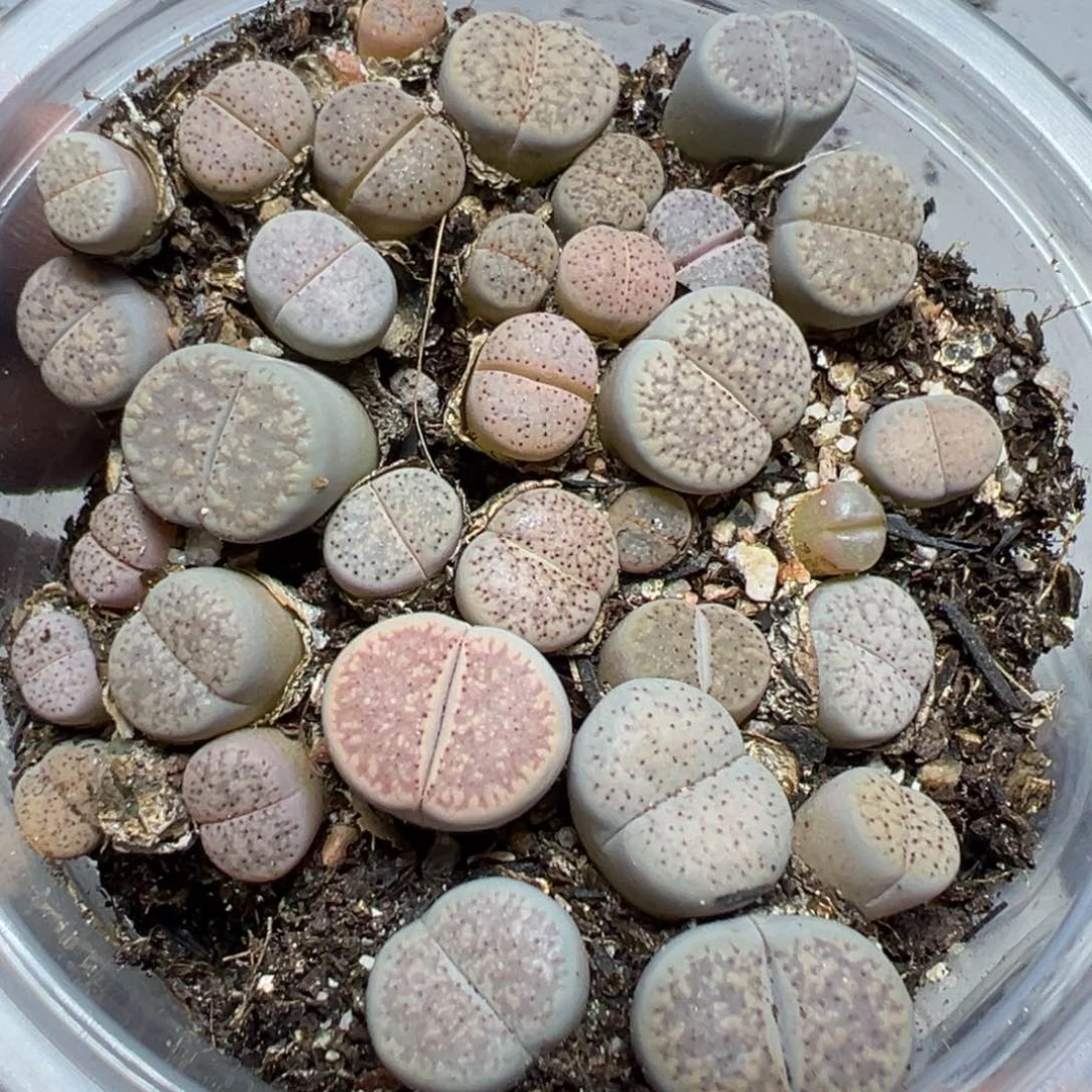 【闪购商品】 909。