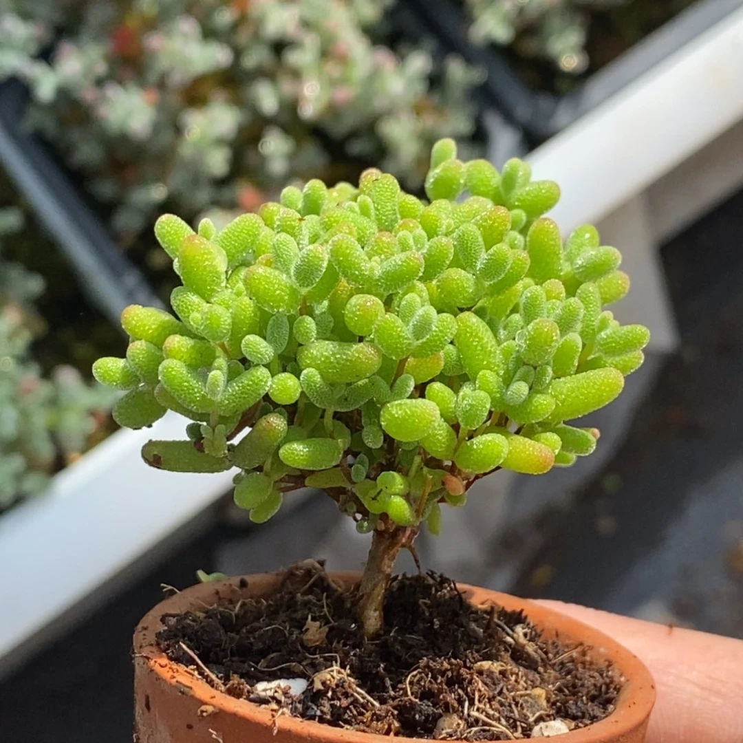 966蜜橘糖球带盆。