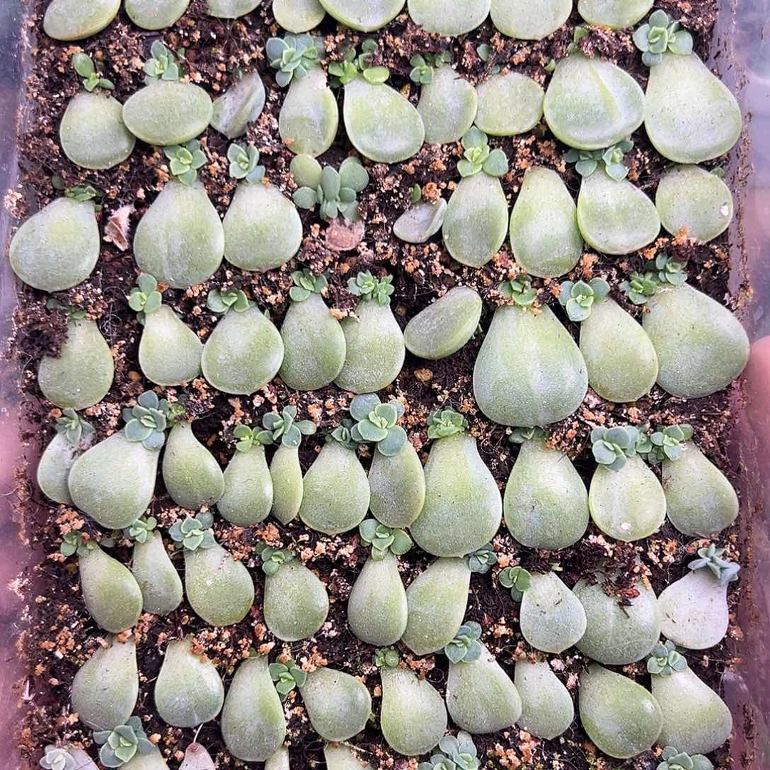 一盒不知名 70-80颗