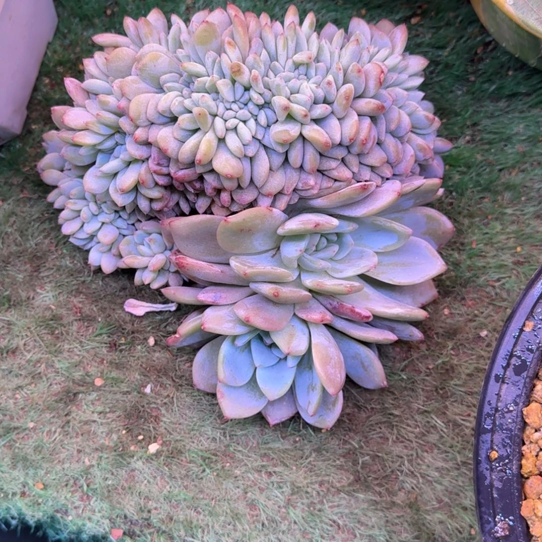 星影缀化无砍瑕多肉