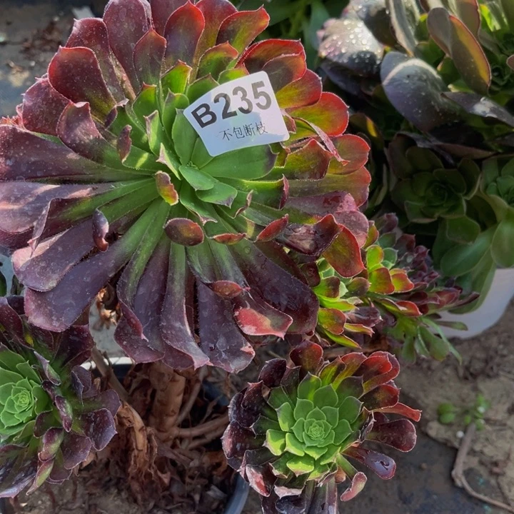 235冰同多肉法师不包断枝