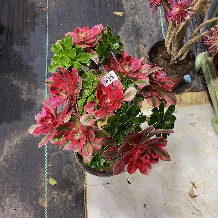 小*婆架接法师一个278号