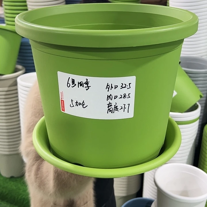 特价6号四季口32.5高27.7果绿带托5只