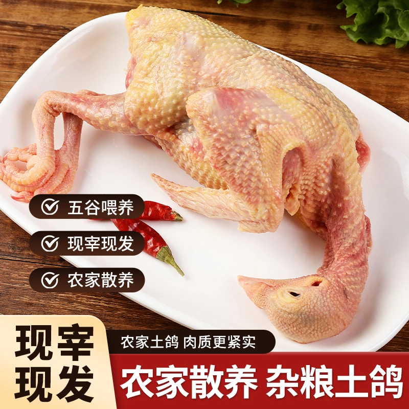 山东农家散养土鸽,杂粮喂养营养新鲜土鸽