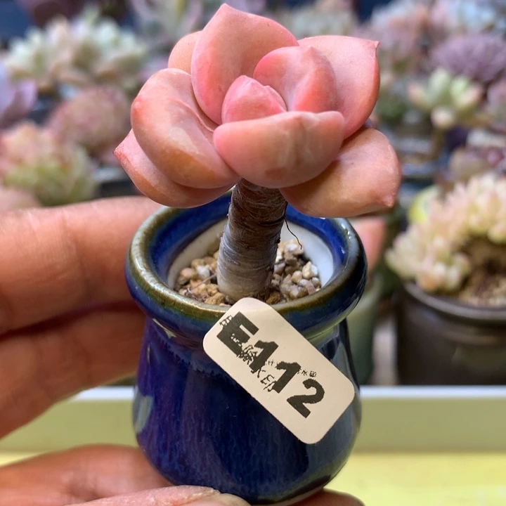 E112一物一拍带盆发