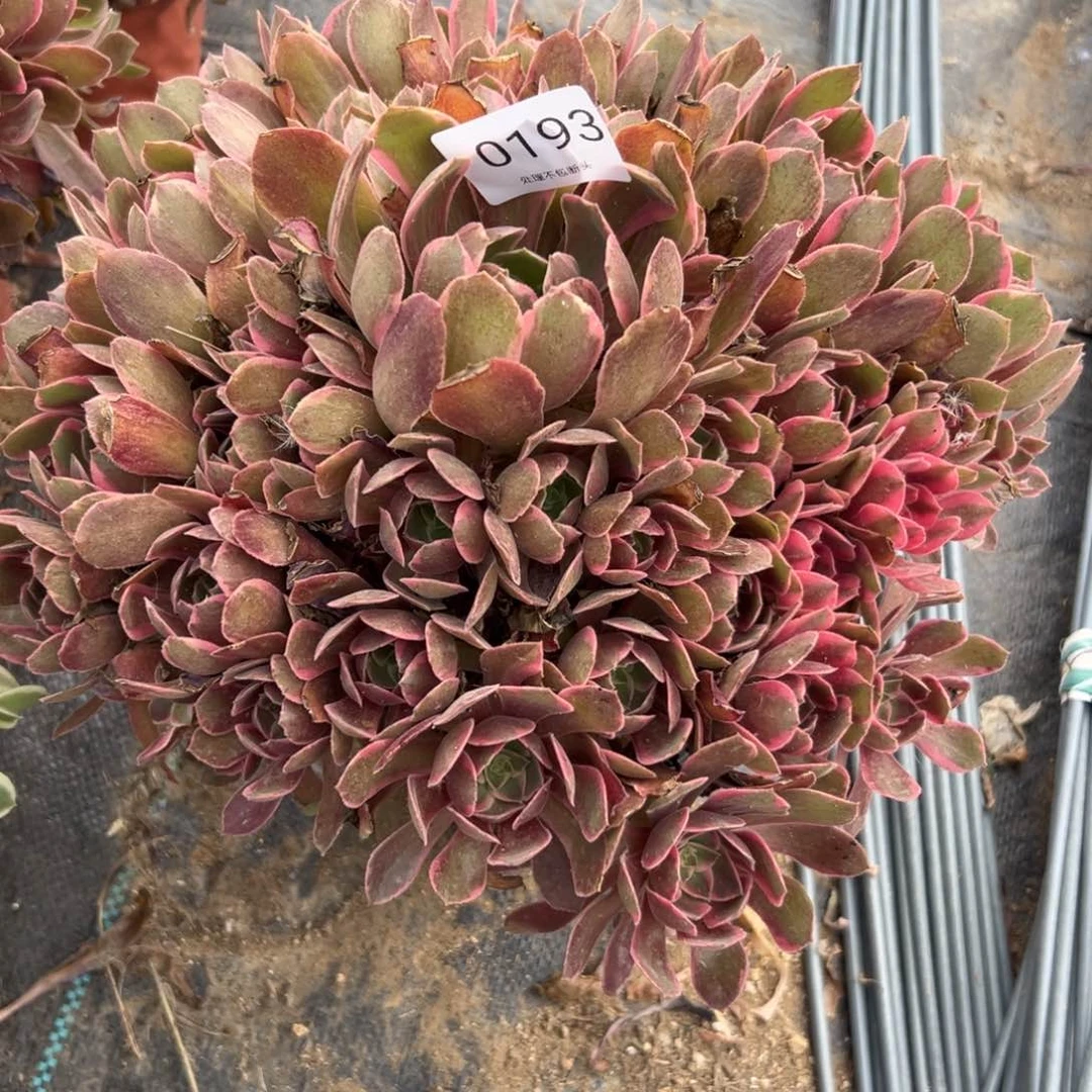 193多肉    浣纱