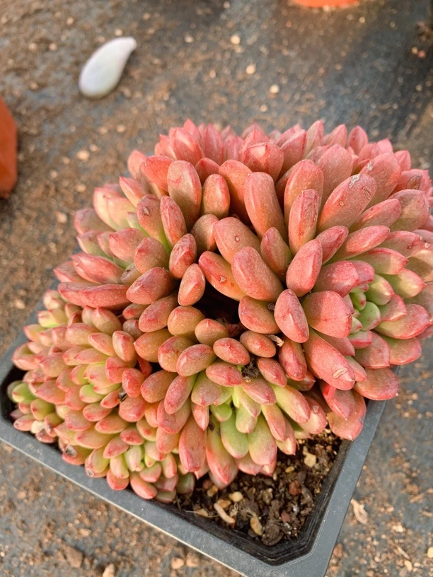 红宝石群生多肉植物带盆土