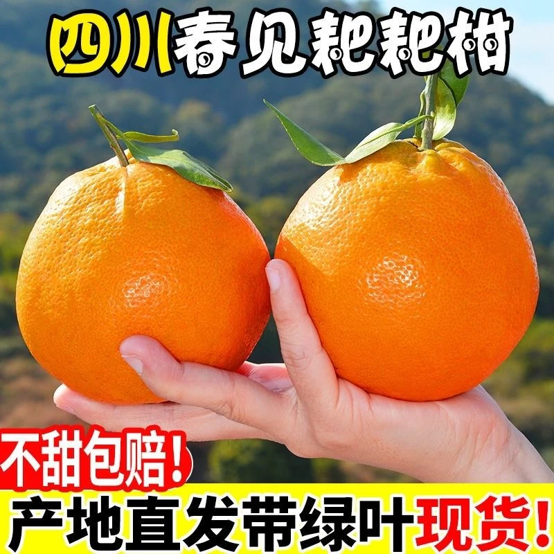 【现摘】四川正宗春见耙耙柑桔子应季新鲜水果孕妇大果5/8斤新鲜