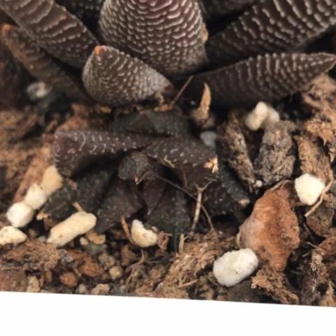 短叶原始侧牙现砍无根哈哈