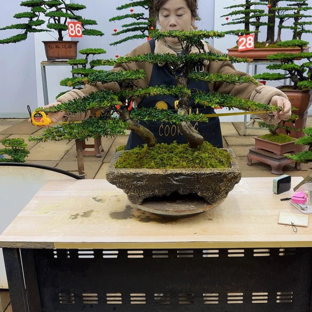 盆景直播间一物一拍