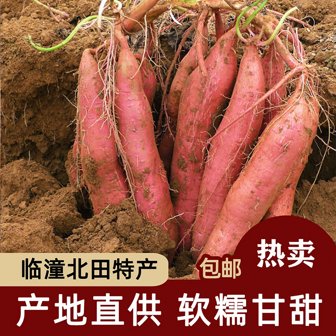 qinshiliu/秦十六陕西临潼北田板栗红薯沙滩种植粉糯甘甜新鲜现挖