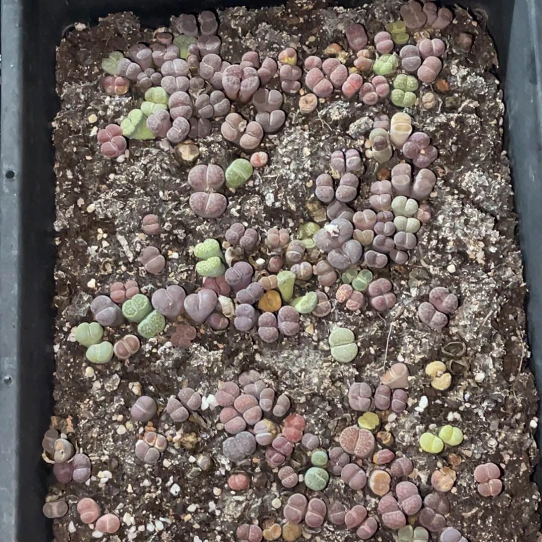 8714彩拼紫李福利筐1不售后